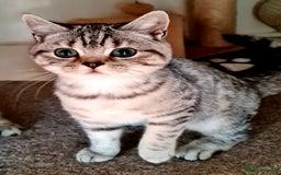 British Shorthair cats for sale: Beautiful British shorthaired kittens  - Image 6