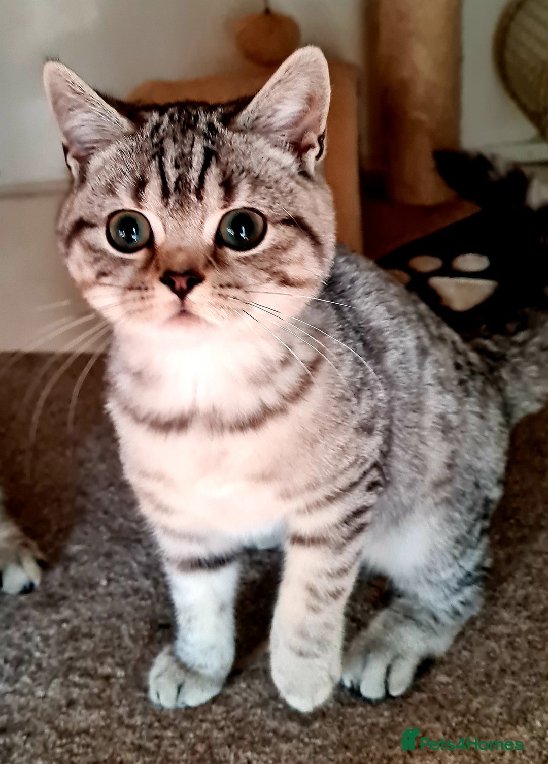 British Shorthair cats for sale: Beautiful British shorthaired kittens  - Image 6