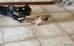 Mixed Breed dogs for sale: French bullhuahua - Image 37