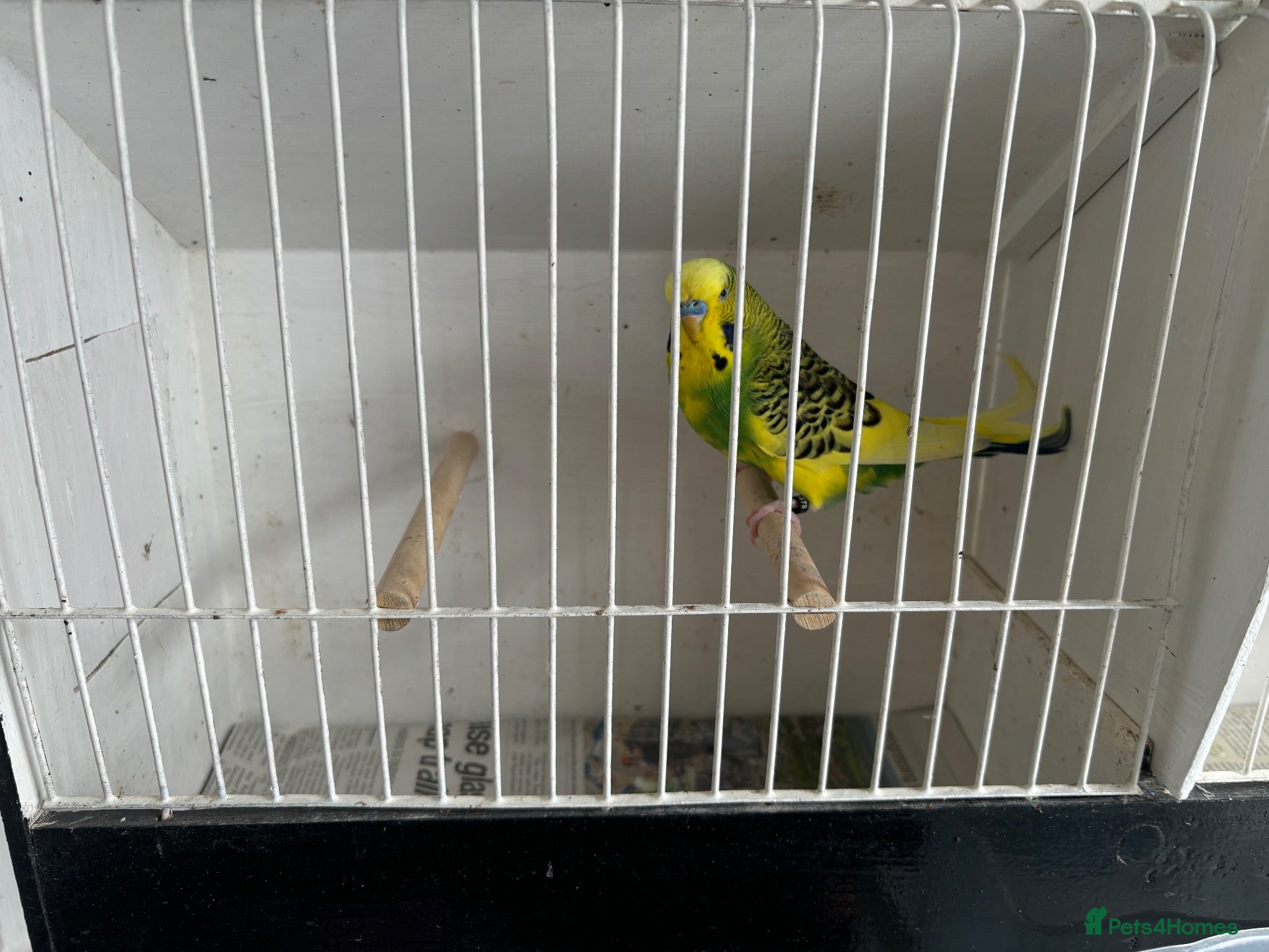 Budgerigars birds Budgerigars - Advert 7