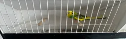 Budgerigars birds for sale: Budgerigars in Whitchurch - Advert 2