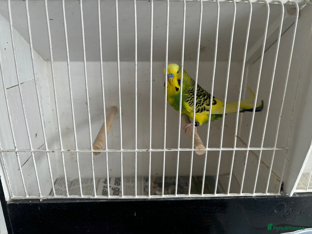 Budgerigars birds for sale: Budgerigars in Whitchurch - Advert 2