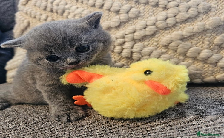 British Shorthair cats - Advert 7