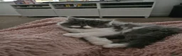 Persian cats for sale: Stuning Persian Girls - Advert 4