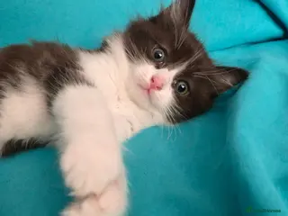 Mixed Breed cats Adorable Ragdoll Mix Kittens - Advert 3