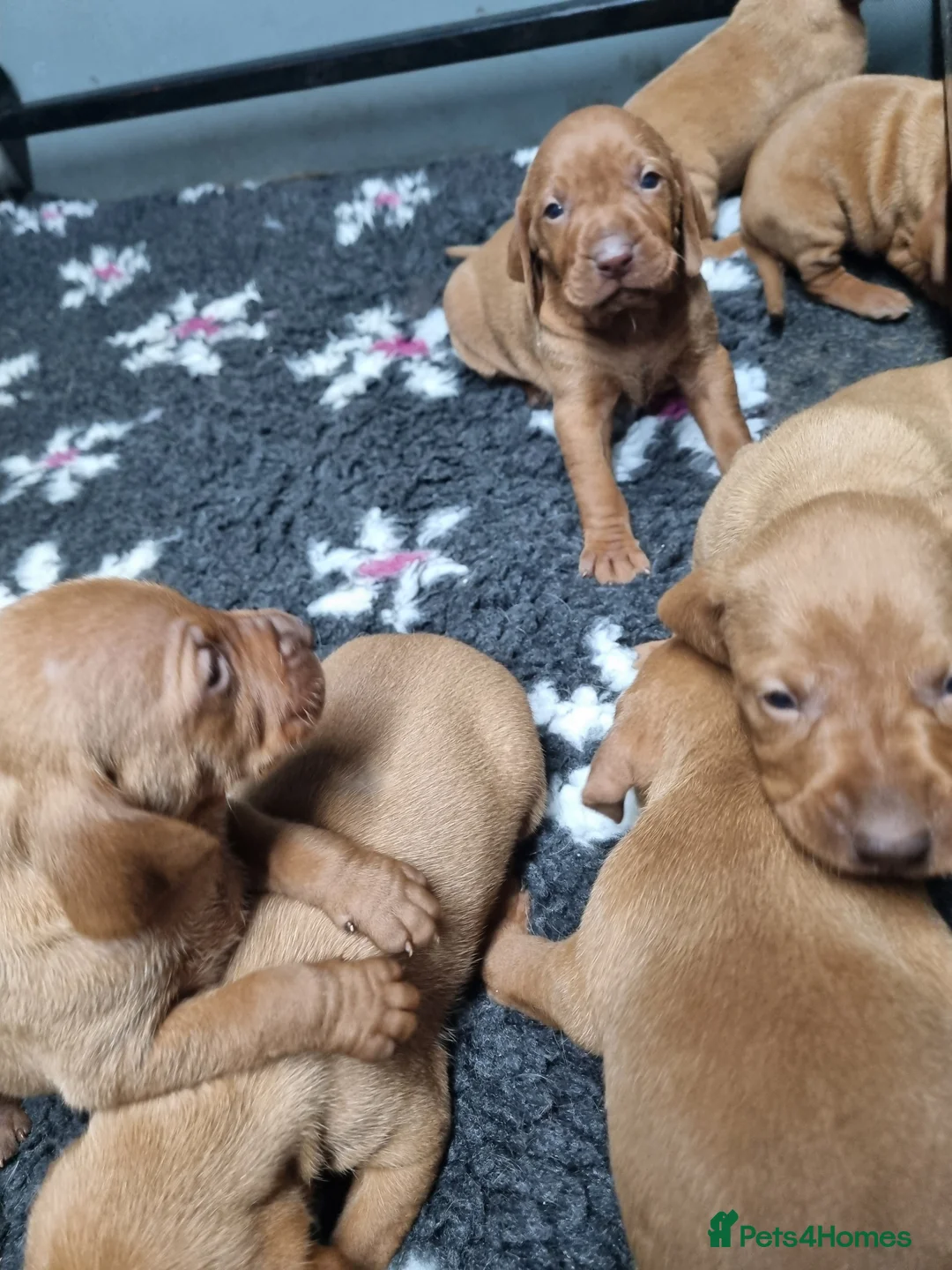Hungarian Vizsla dogs for sale: Stunning KC Hungarian Vizsla Puppies  - Advert 8
