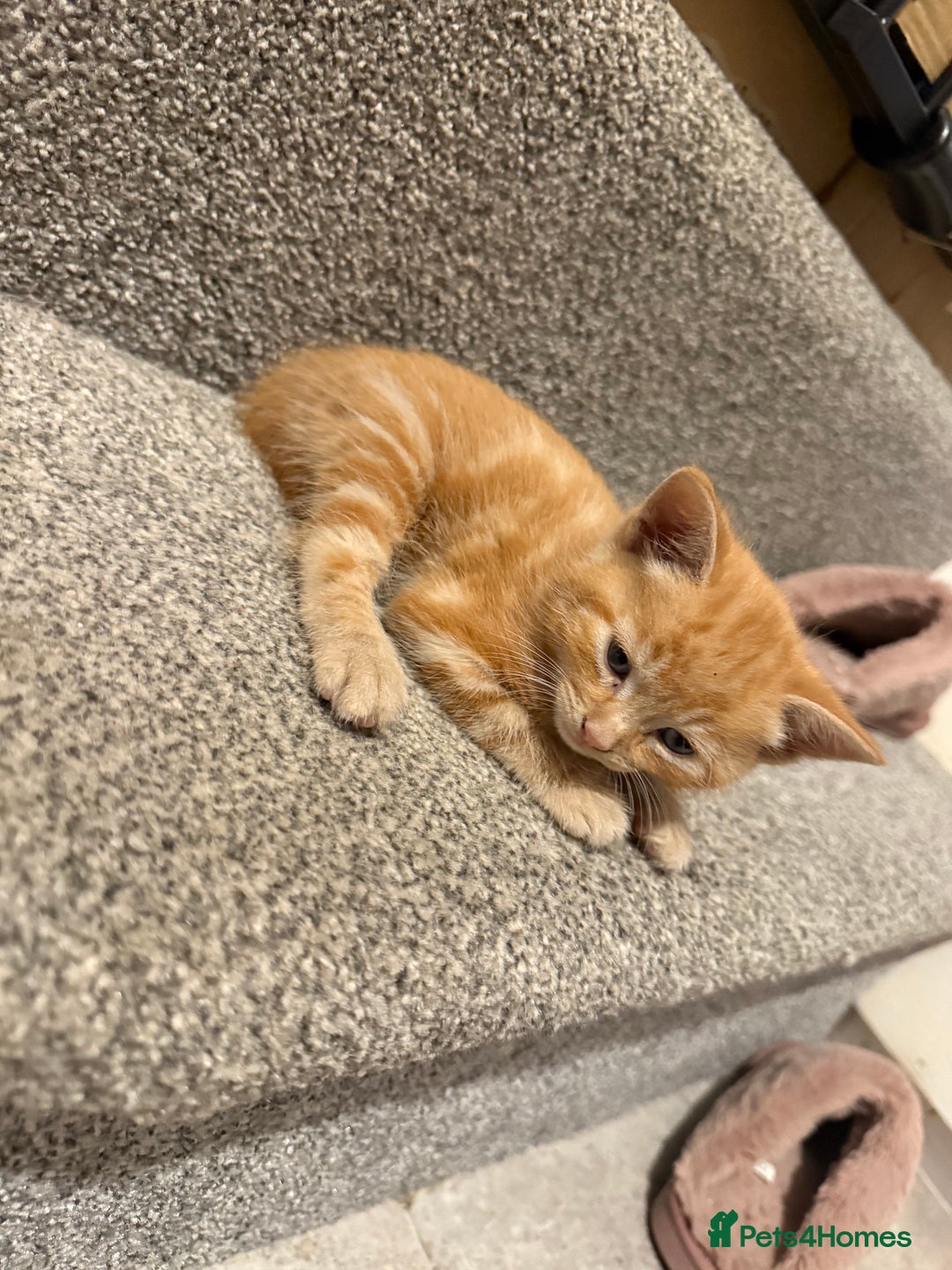 British Shorthair cats for sale: Gorgeous kittens  - Advert 2