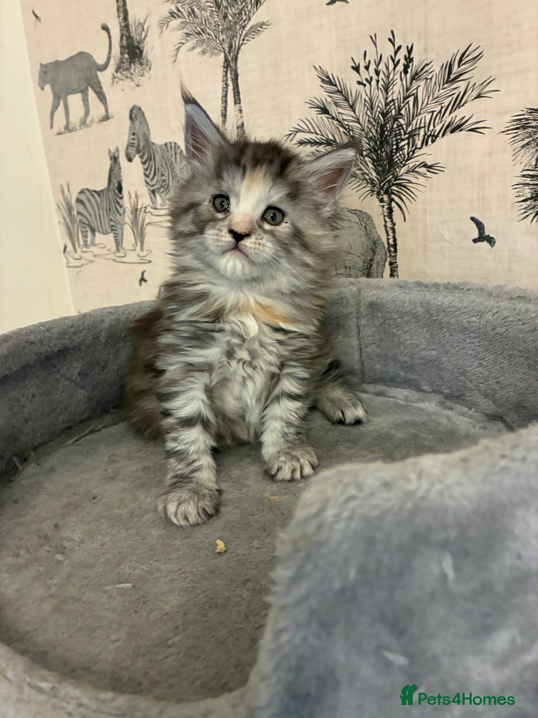 Maine Coon cats for sale: Maine Coon Kittens - Advert 17