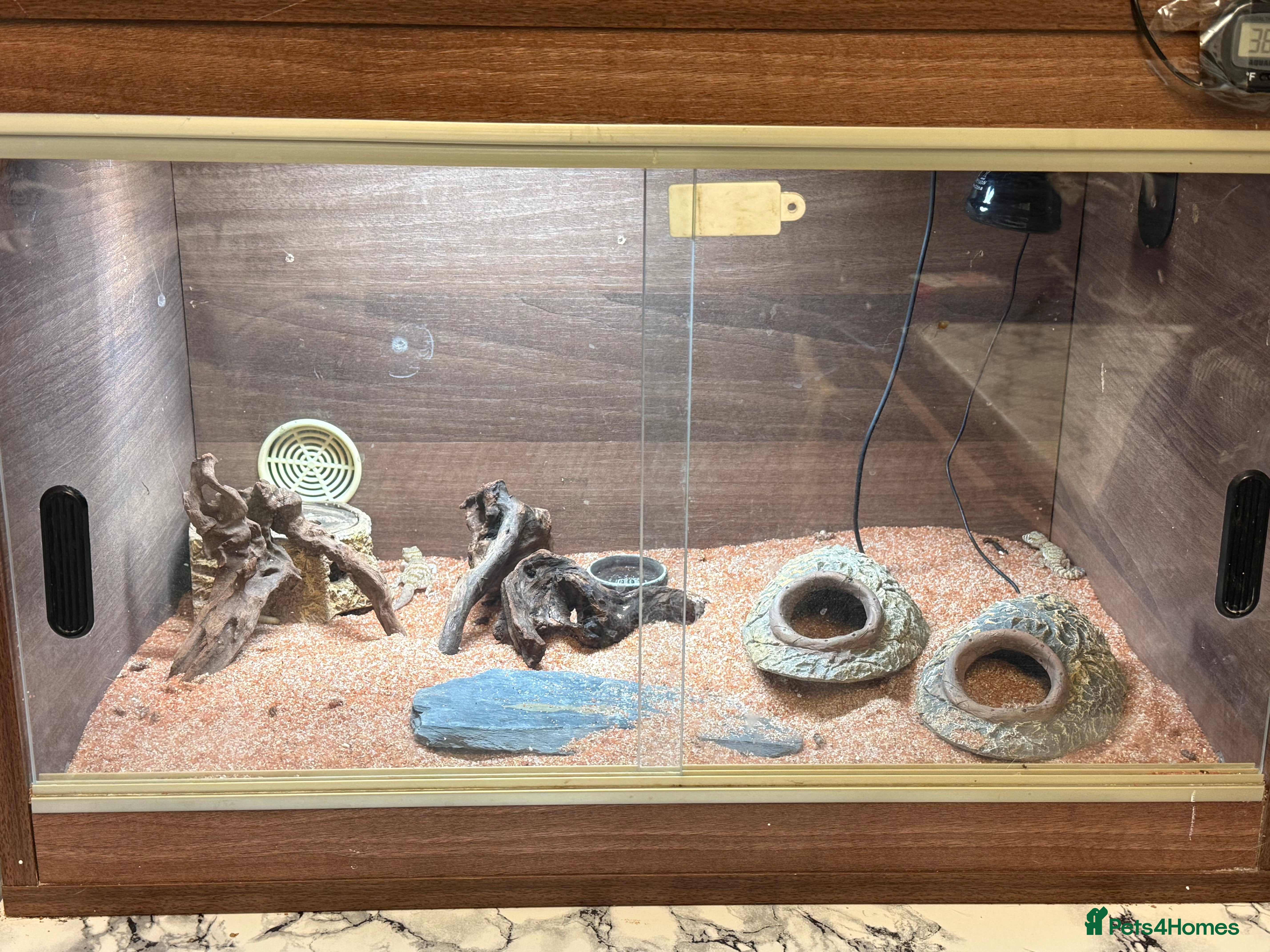 Gecko reptiles Stenodactylus x4  - Advert 1