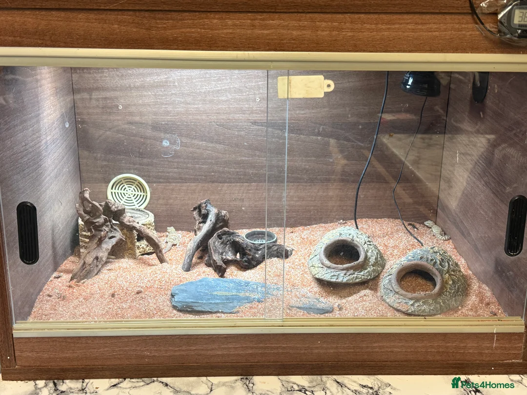 Gecko reptiles for sale: Stenodactylus x4  - Advert 1