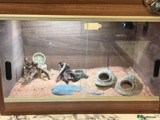 Gecko reptiles Stenodactylus x4 - Advert 1