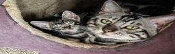 Mixed Breed cats for sale: Best Friends in Training! Bengal x sphynx  - Advert 7