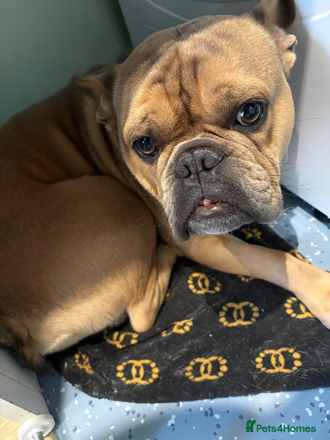 Mixed Breed dogs for sale: French bulldog mix rehome - Advert 5