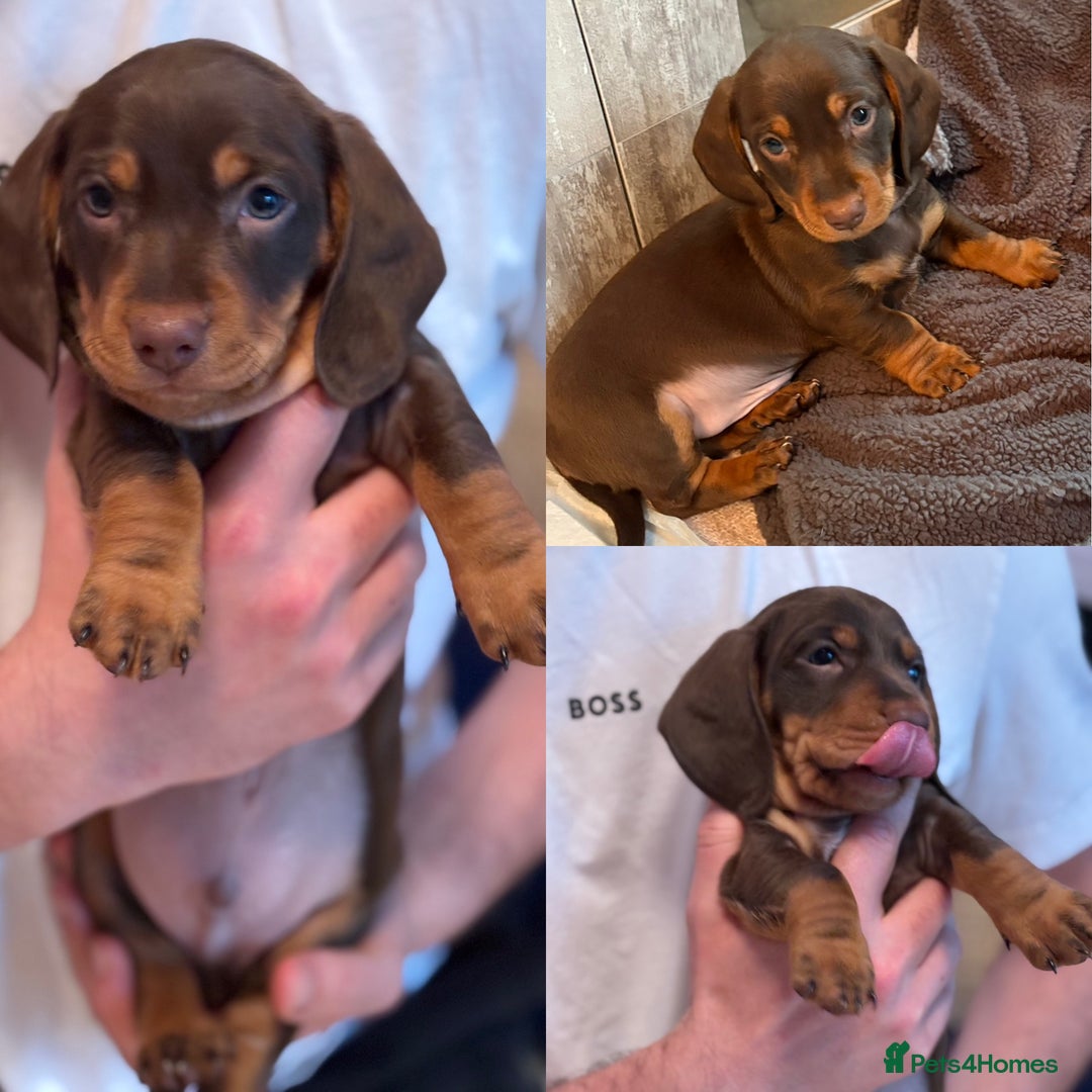 Miniature Dachshund dogs for sale: Miniature Dachshund puppies 7 weeks old  - Image 3