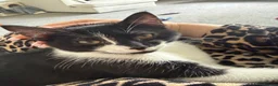 Mixed Breed cats for sale: Two kittens need to be rehomed  in Nuneaton - Advert 4