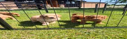 Standard Poodle dogs for sale: Kc Red Standard Poodle Puppies - Advert 14