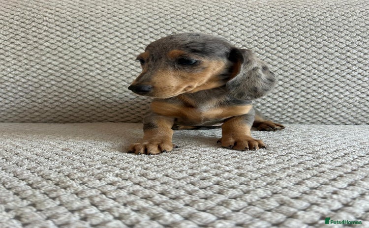 Miniature Dachshund dogs - Advert 5