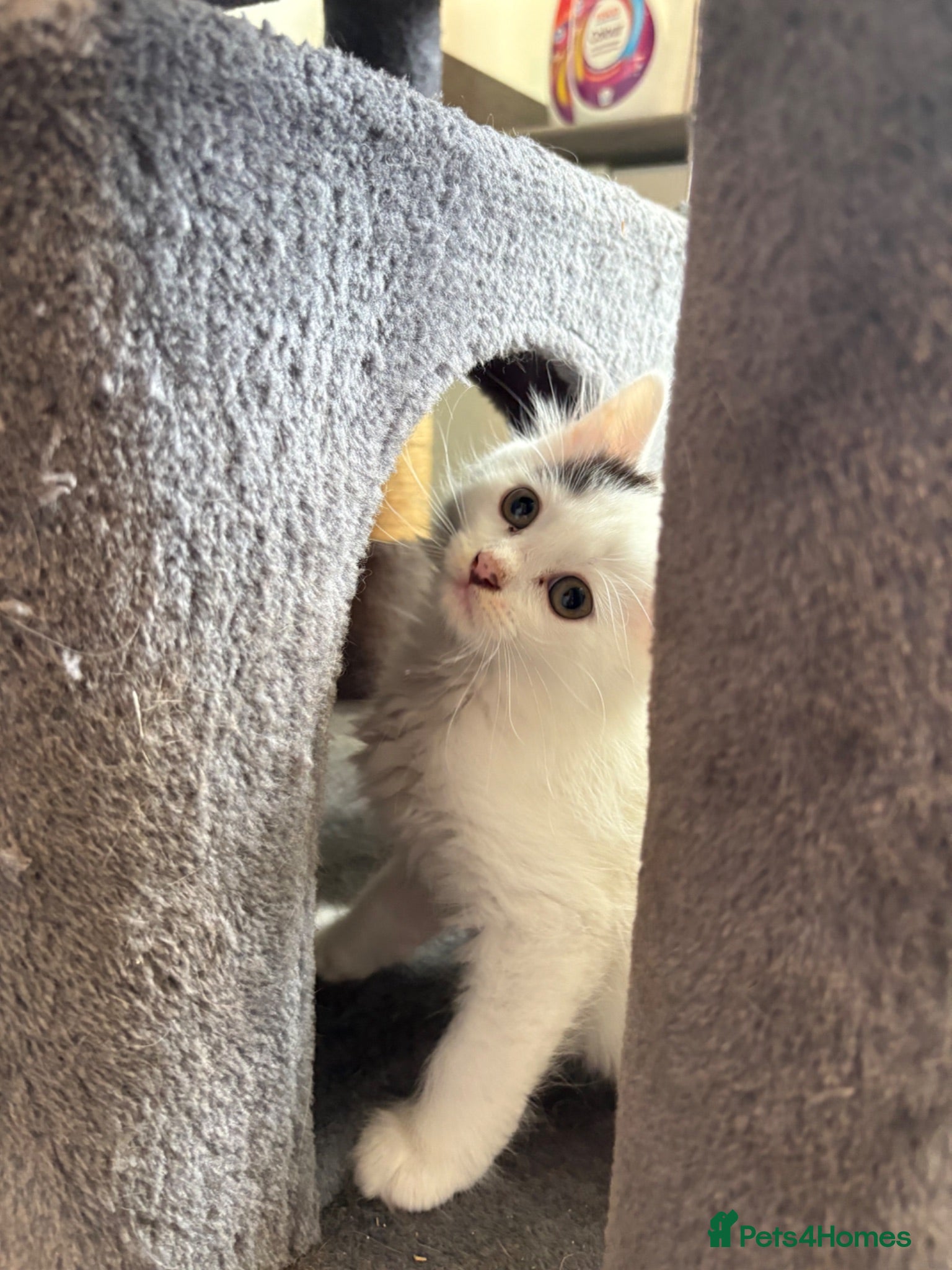 Mixed Breed cats Male kitten - Advert 8