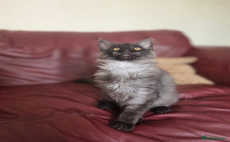 Maine Coon cats - Advert 2