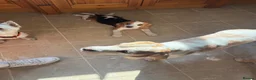 Beagle dogs for sale: Champion sired beagles KC reg & DNA health tested - Advert 6