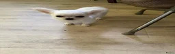 Chihuahua dogs for sale: Long haired chihuahua puppies  in Burton-on-Trent - Advert 3