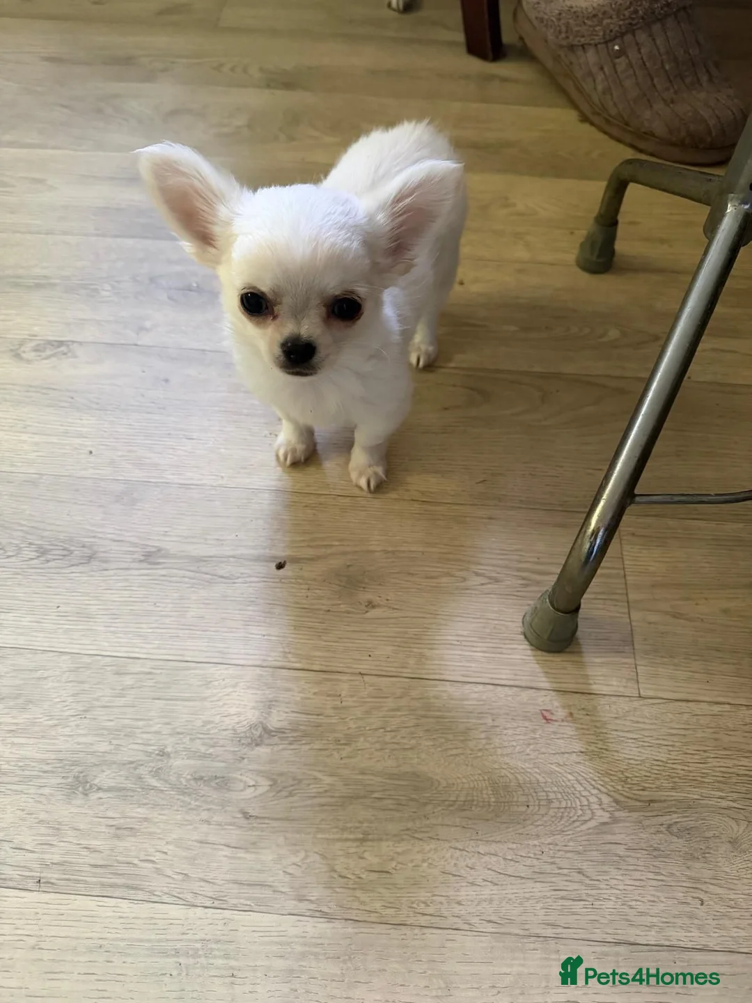 Chihuahua dogs for sale: Long haired chihuahua puppies  in Burton-on-Trent - Advert 3