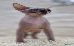 Sphynx cats for sale: Beautiful litter of kittens ❤️ HCM clear 🔥 in Leicester - Image 4
