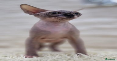 Sphynx cats in Leicester - Advert 9