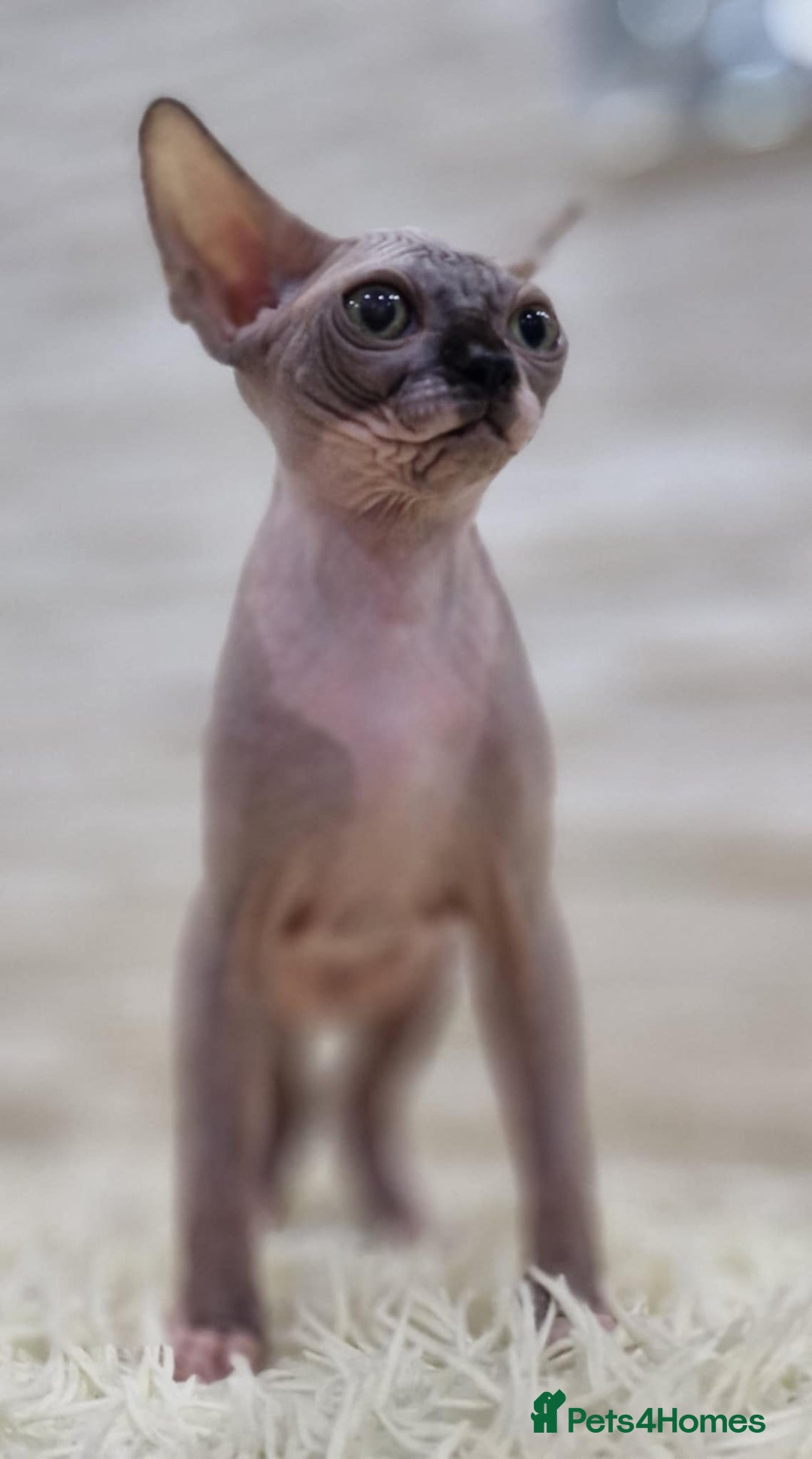 Sphynx cats for sale: Beautiful litter of kittens ❤️ HCM clear 🔥 in Leicester - Image 4