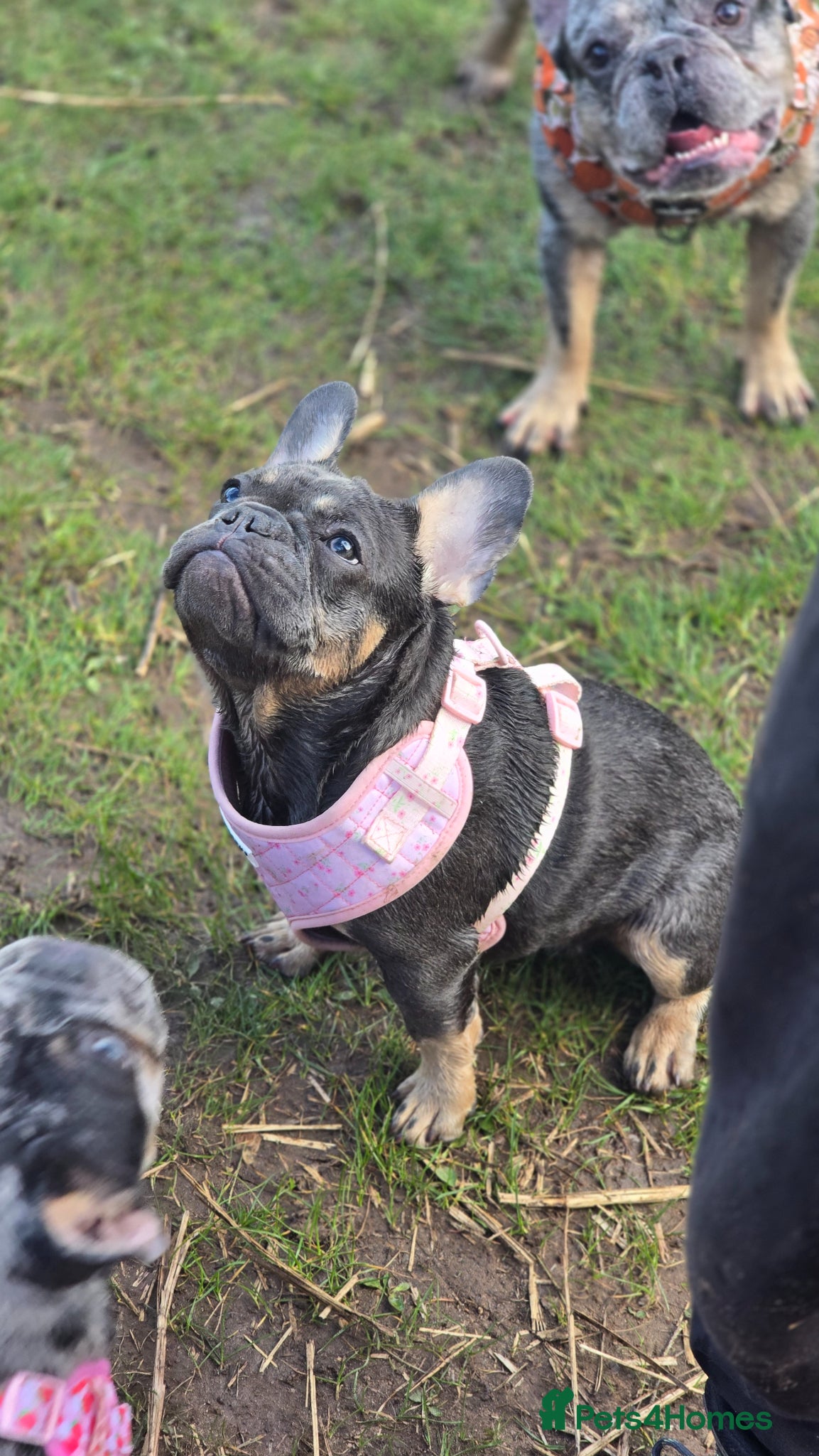French Bulldog dogs for sale: 7 month old french bulldog girls 🩷 - Advert 14