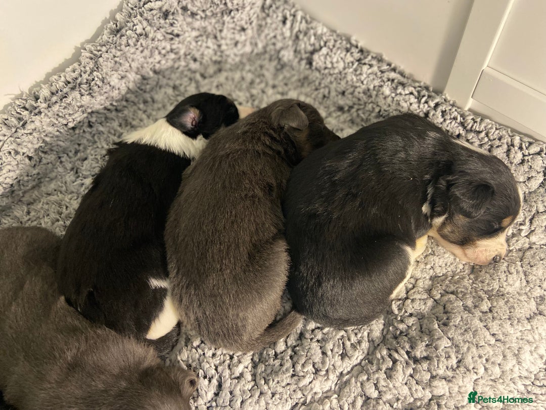 Border Collie dogs for sale: 6 quality healthy Border Collie, ready in Feb 26  - Advert 13