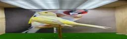 Canaries birds for sale: Red mosaic canary  - Advert 7