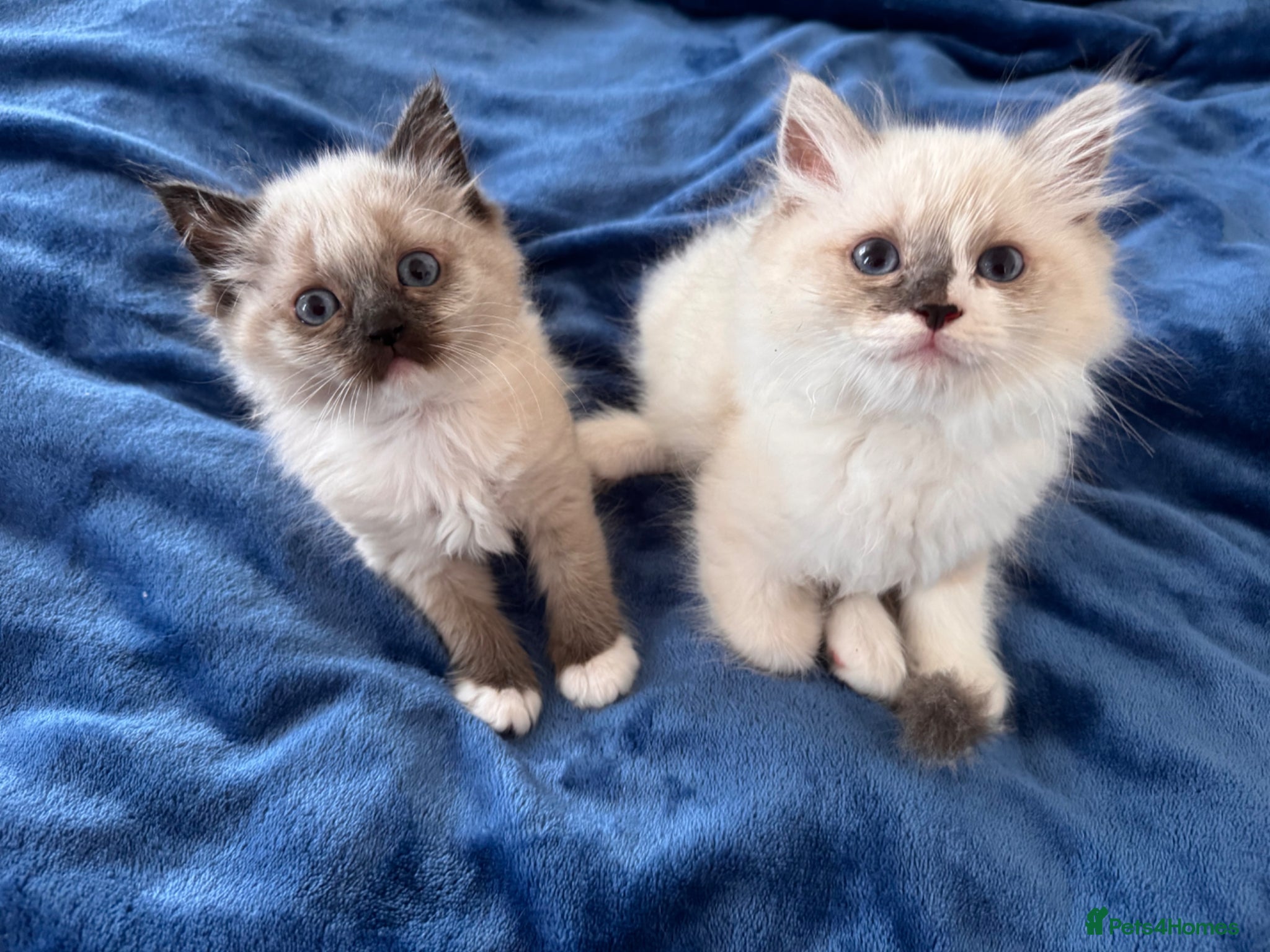 Ragdoll cats Purebred Ragdoll Kittens  - Advert 13