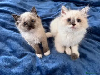 Ragdoll cats Purebred Ragdoll Kittens - Advert 13