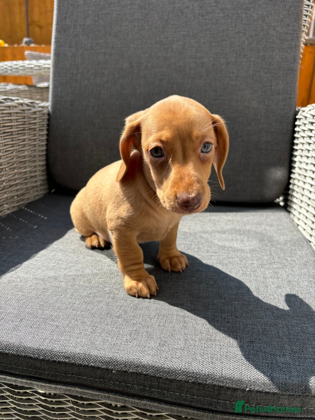 Miniature Dachshund dogs for sale: Dachshund puppies - Image 19
