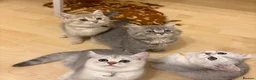 British Shorthair cats for sale: 6 Pedigree British Shorthair Champion lines in London - Advert 1