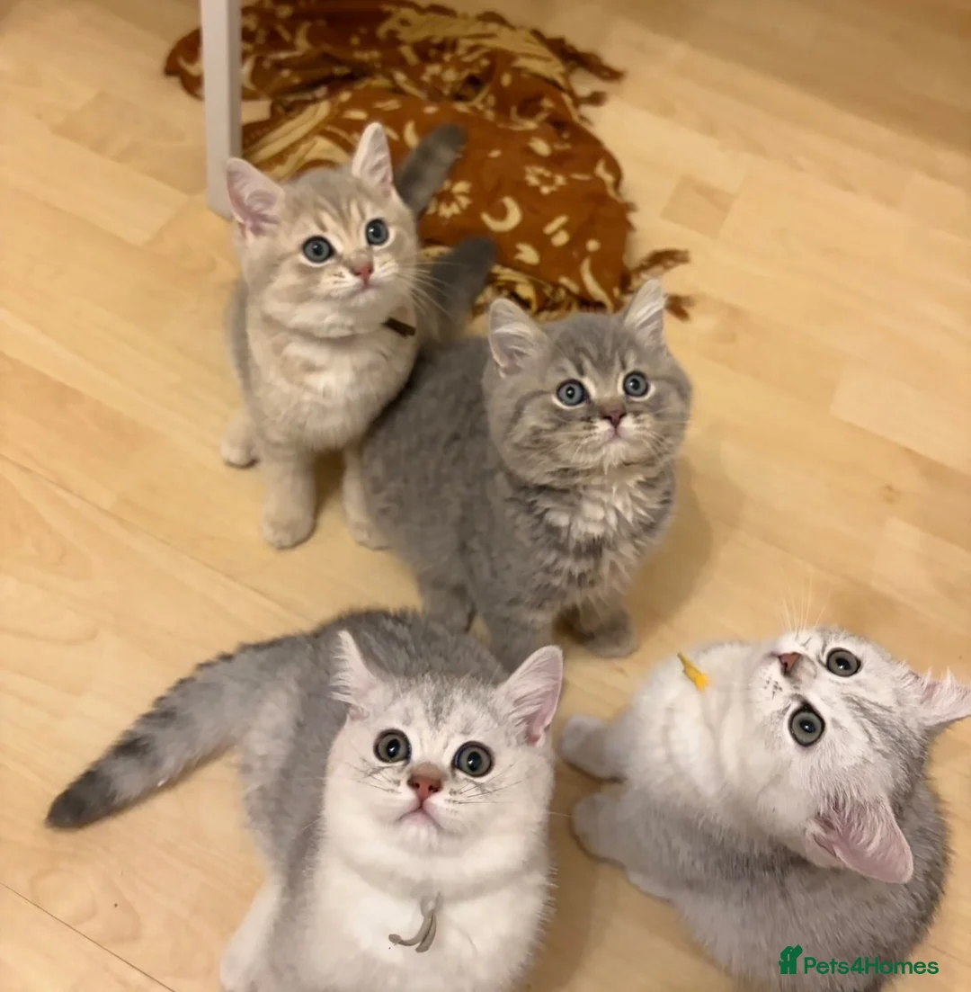 British Shorthair cats for sale: 6 Pedigree British Shorthair Champion lines in London - Advert 1