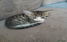 Mixed Breed cats for sale: 6 beautiful kittens - Image 2
