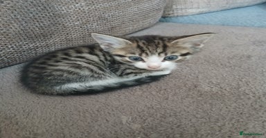 Mixed Breed cats - Advert 10