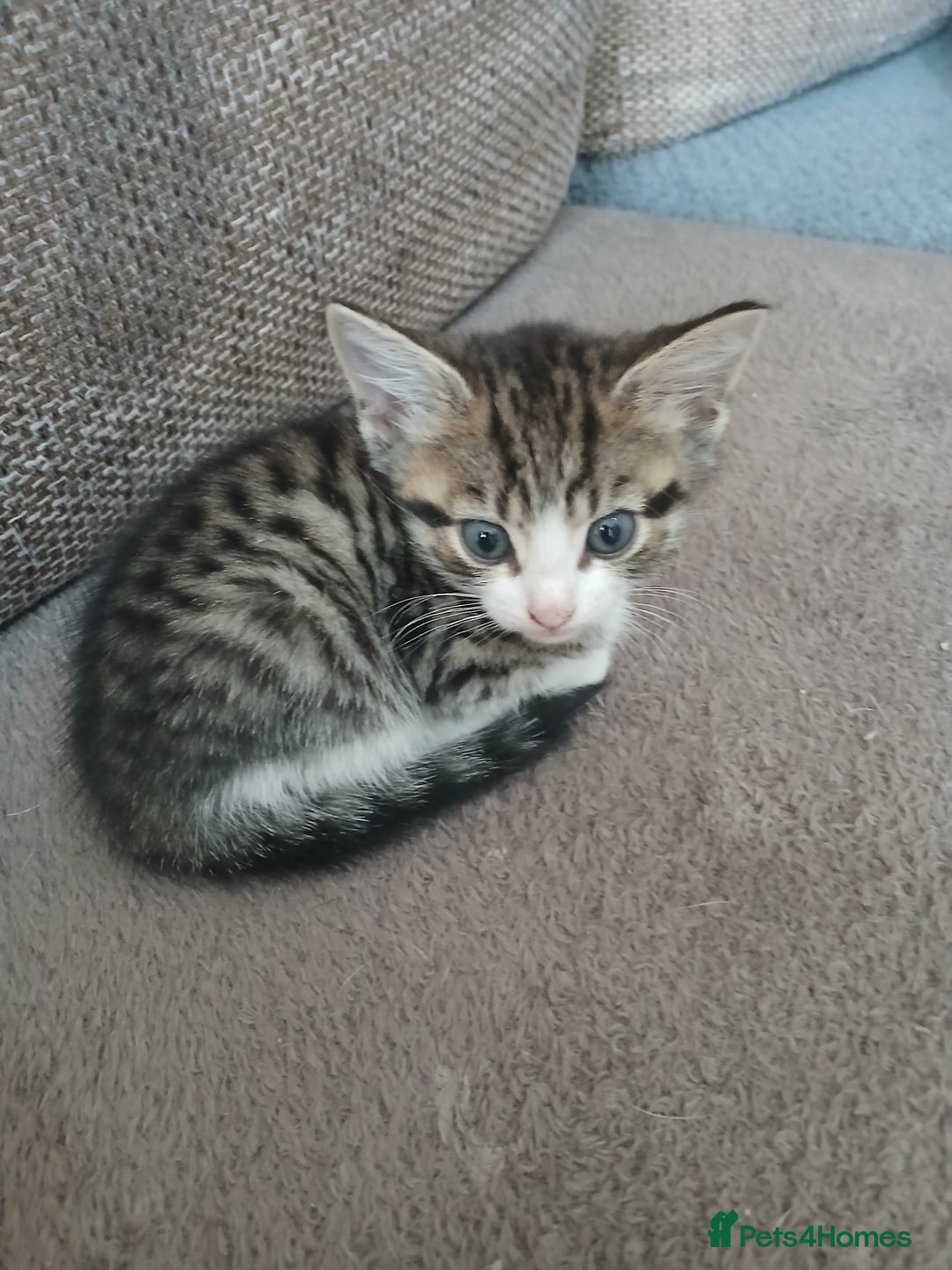 Mixed Breed cats for sale: 6 beautiful kittens - Image 2