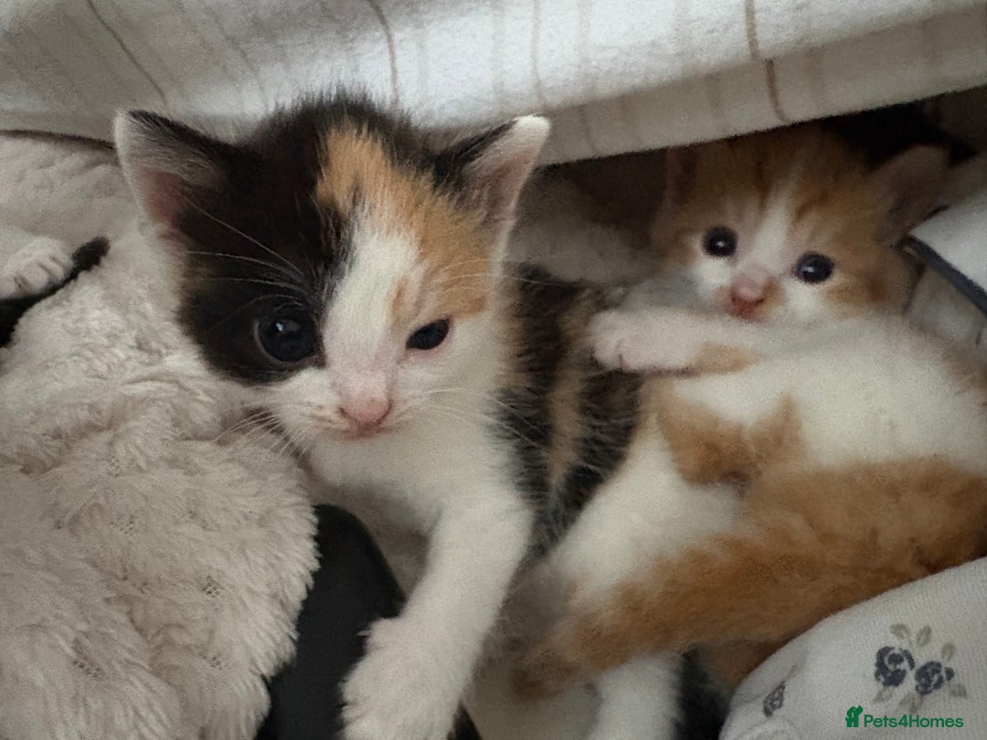 British Shorthair cats for sale: Beautiful kittens 3 girls 1 boy  - Advert 20