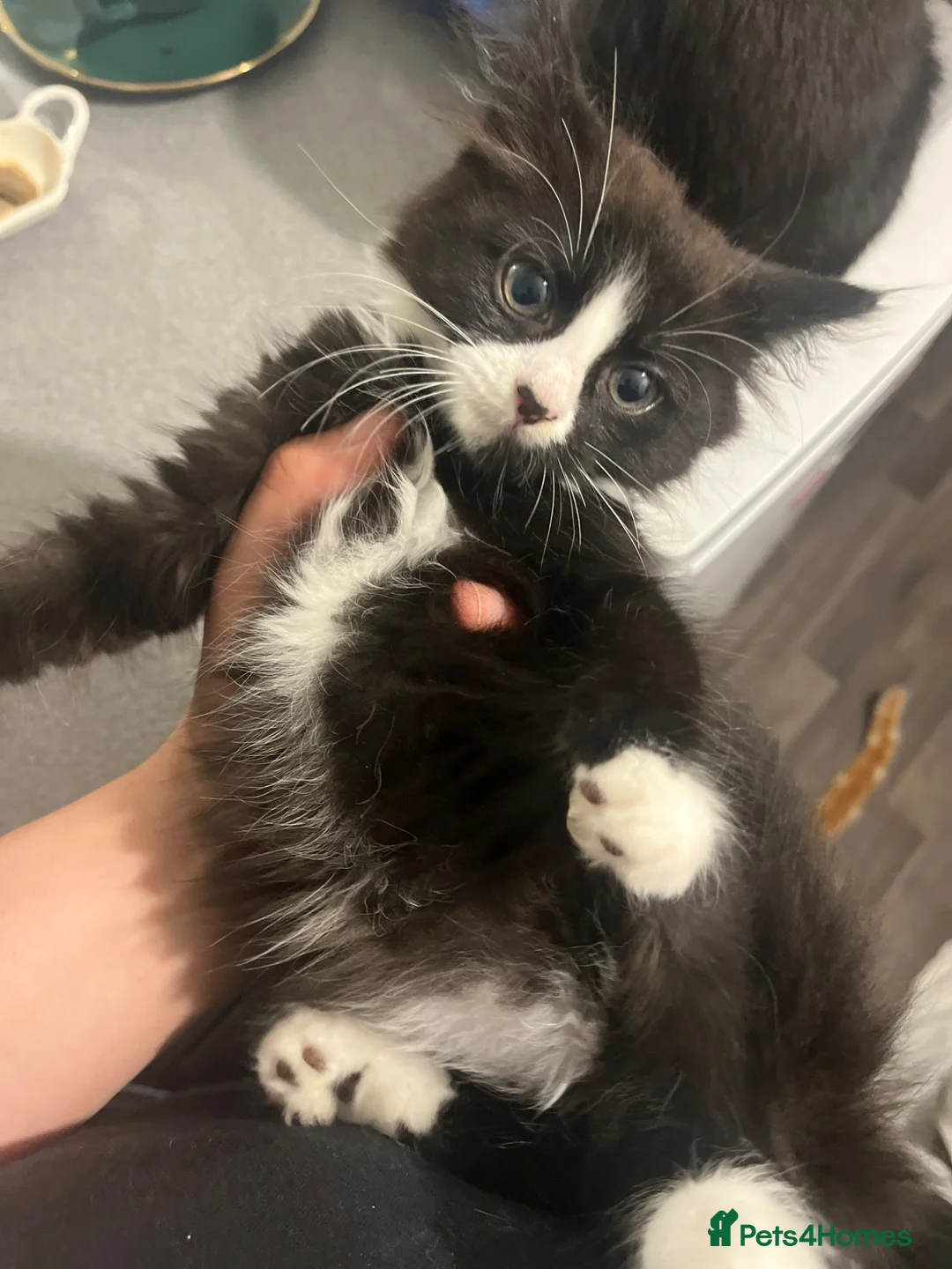 Mixed Breed cats for sale: READY TO GO NOW  - Advert 1