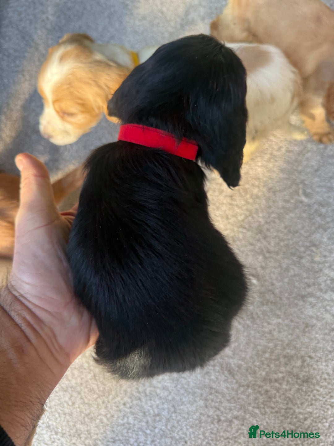 Cocker Spaniel dogs for sale: Cocker spaniel puppies  - Image 13