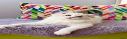 Ragdoll cats for sale: TICA registered ragdoll kittens from champions - Advert 8