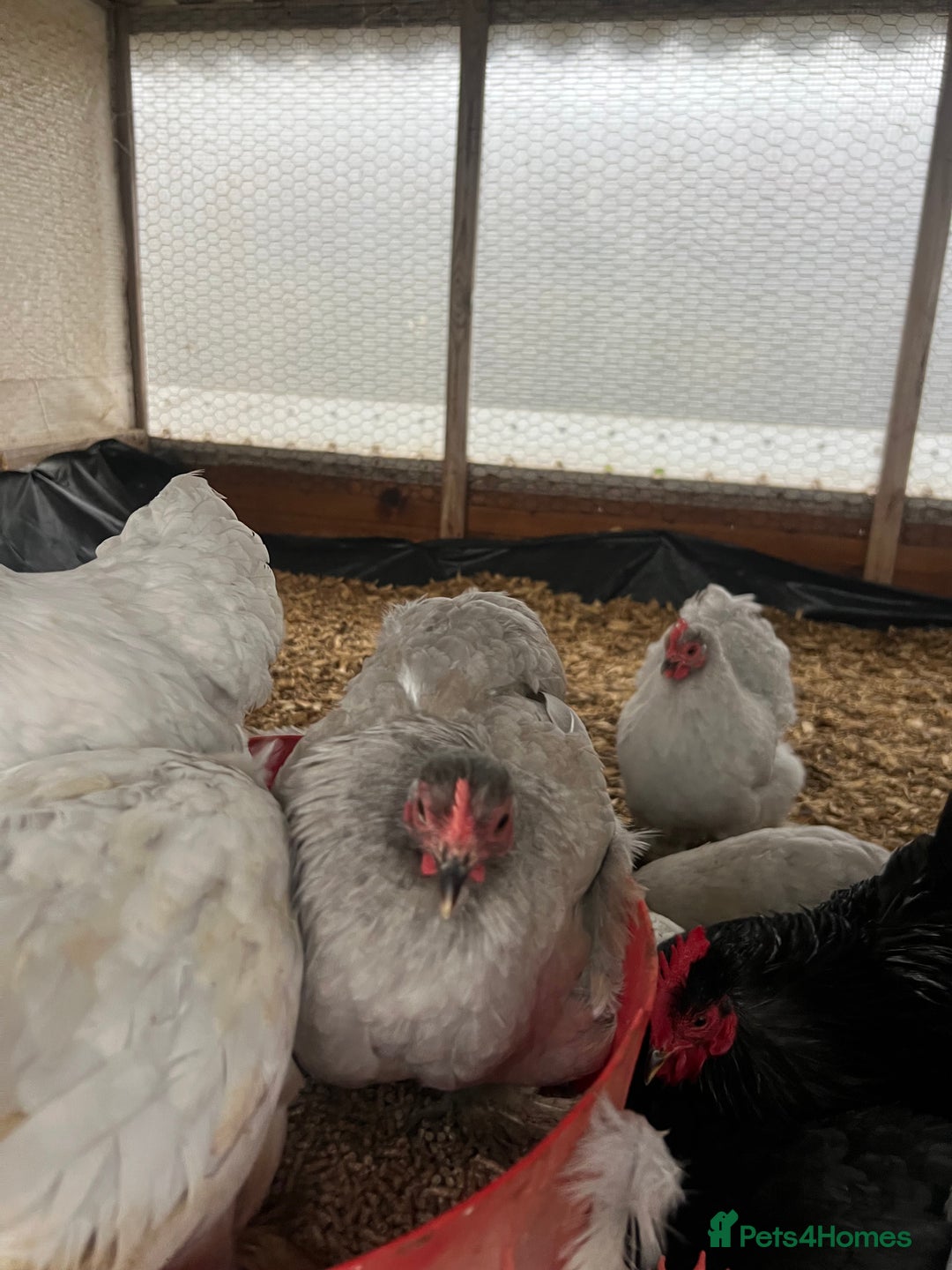 Chickens poultry for sale: Lavender bantam Pekins smooth and frizzle  - Image 4
