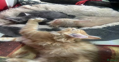 Maine Coon cats - Advert 7
