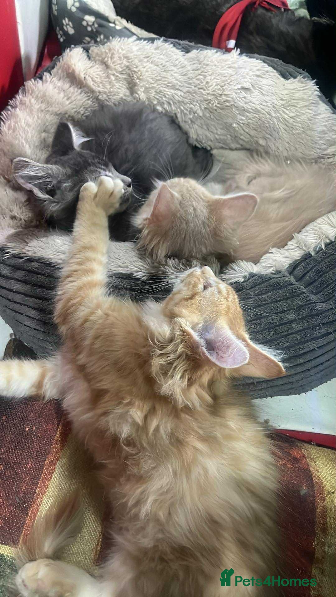 Maine Coon cats for sale: Maine coon kittens ready now boys  - Image 2