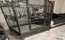 Macaws birds for sale: Harlequin macaw  - Image 9