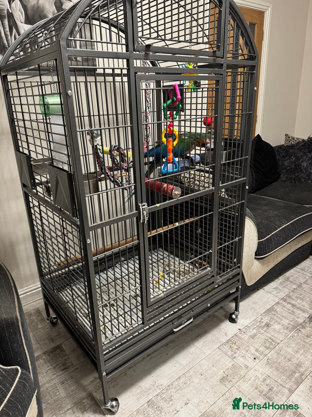 Macaws birds for sale: Harlequin macaw  - Image 9