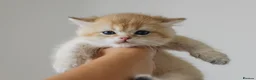 British Shorthair cats for sale: Golden Blue and Golden BSH kittens - Advert 25